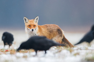Fox (Vulpes vulpes)