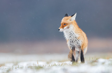 Fox (Vulpes vulpes)