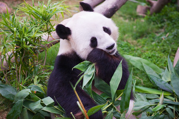 Obraz premium Giant panda bear eats bamboo leaves in a zoo in the Ocean park in Hong Kong, China.