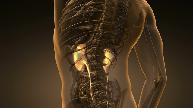 science anatomy scan of human kidneys glowing with yellow