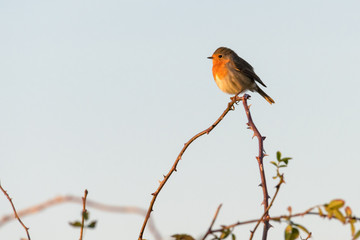 A robin is sitting in the sunshine on top of a thorny branch