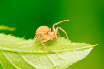Crab spider on plant