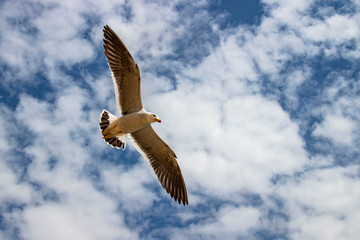 Splendidi uccelli nella riserva nazionale Paracas, Perù