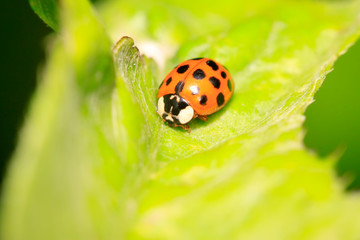 Harmonia axyridis on plant