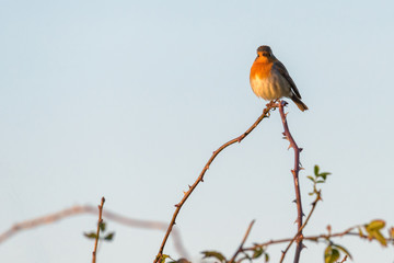 A robin (Erithacus rubecula) is sitting in the sunshine on top of a thorny branch