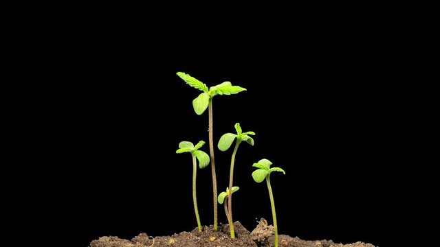Cannabis sprouts grow quickly, time-lapse with ALPHA matte