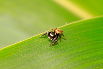 Holoplatys on plant