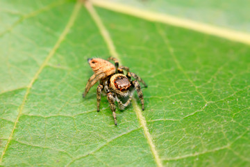 Holoplatys on plant