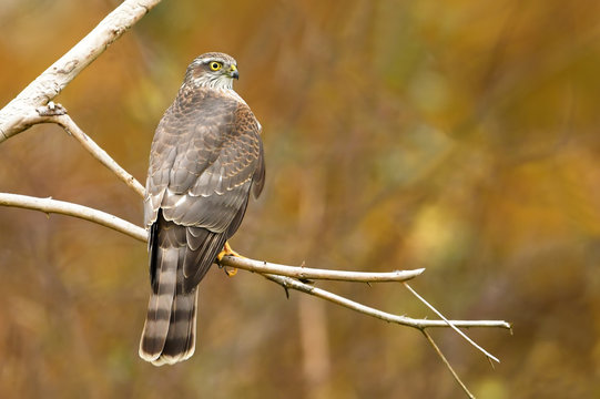 Euarsian Sarrowhawk (Accipiter Nisus)