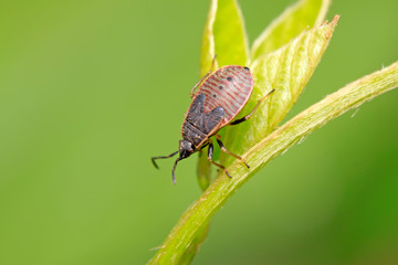 stinkbug nymph on plant