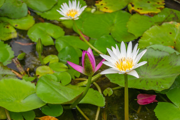 beautiful white lotus flower with green leaves in pond