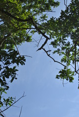 tree and blue sky