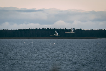 flying swans