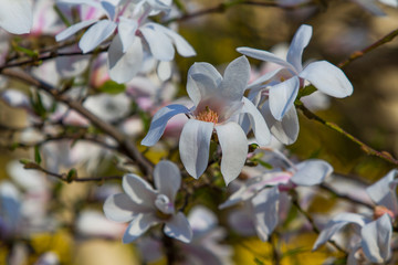 magnolia flowers during flowering on a branch against the background of the big garden