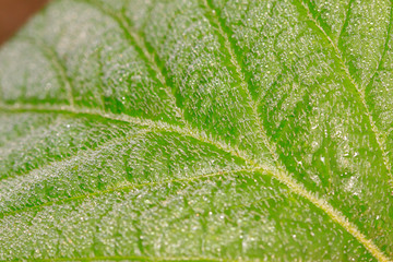 Dew on the leaves