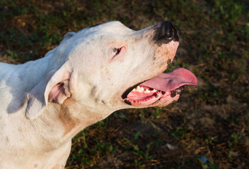 Head of Dogo Argentino in profile