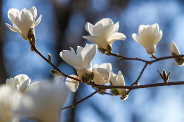 magnolia flowers during flowering on a branch against the background of the big garden