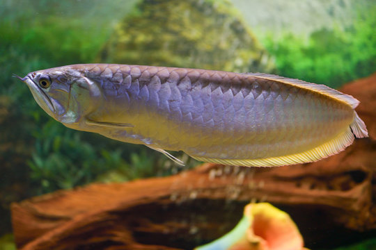 Big silver Arovana fish swims alone in a tank. Horizontal photography