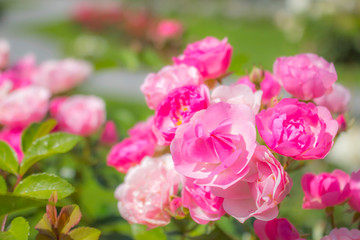Pink floribunda rose at the park