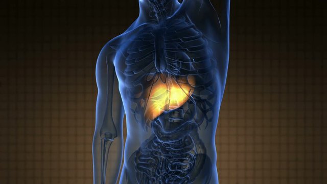 science anatomy scan of human liver glowing with yellow