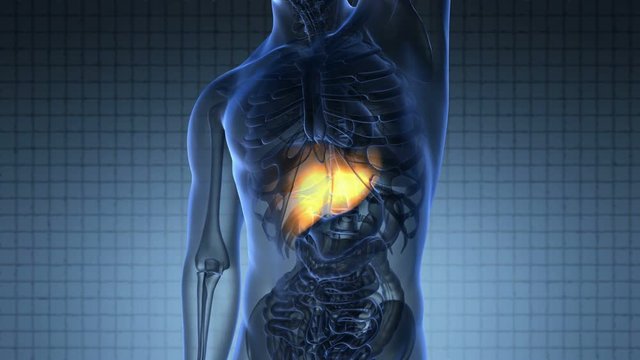 science anatomy scan of human liver glowing with yellow