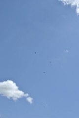 flock of birds flying in blue sky