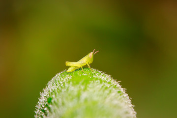 Oxyachinensis nymphs on plant
