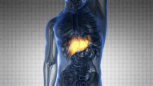 science anatomy scan of human liver glowing with yellow