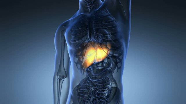 science anatomy scan of human liver glowing with yellow