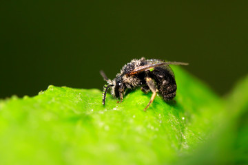 Bee insects on plant