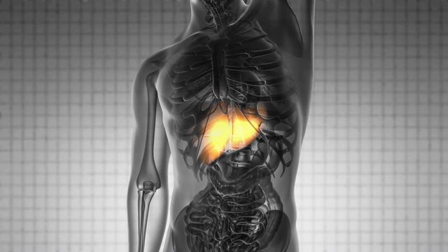 science anatomy scan of human liver glowing with yellow