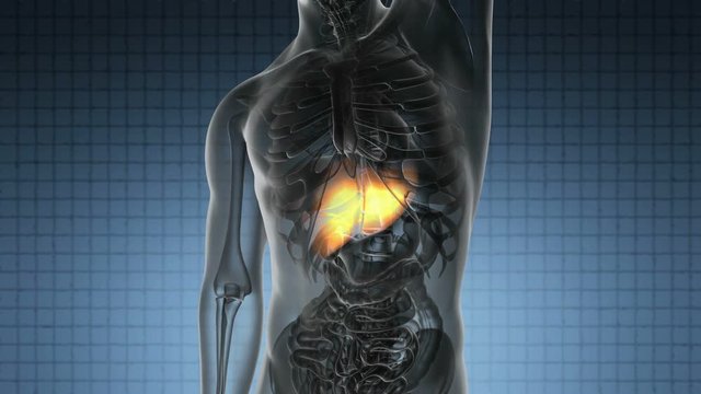 science anatomy scan of human liver glowing with yellow