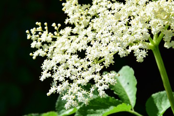 Holunderblüten