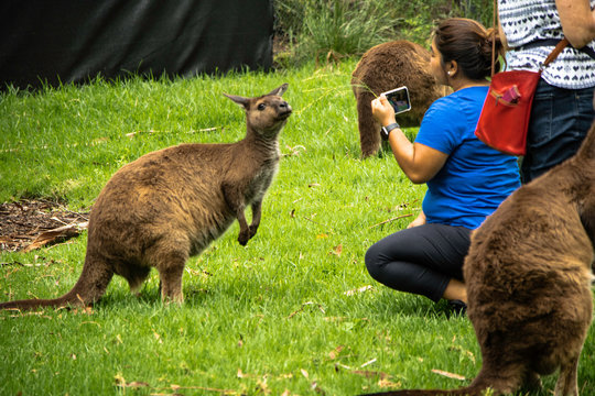 Alimentando os cangurus