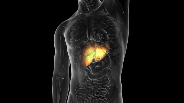 science anatomy scan of human liver glowing with yellow