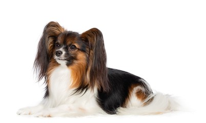 Continental toy spaniel, papillon Dog  Isolated  on White Background in studio