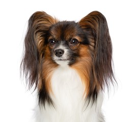 Continental toy spaniel, papillon Dog  Isolated  on White Background in studio