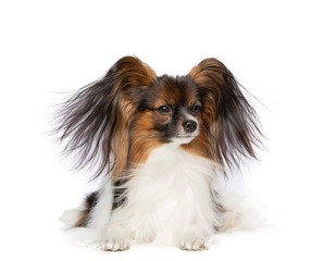 Continental toy spaniel, papillon Dog  Isolated  on White Background in studio