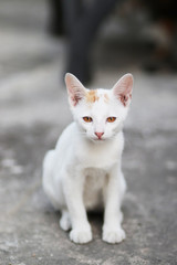 Naklejka na ściany i meble Cute white cat looking camera