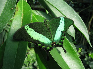 Papillon vert
