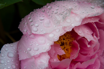 A peony flower with water drops