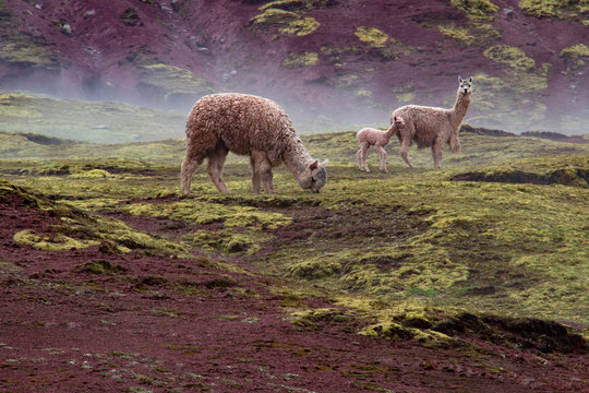 Alpaca nella meravigliosa Valle Rossa, Cusco, Perù