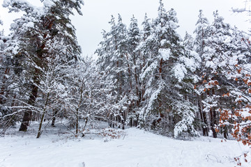 Snowy pines in the winter forest