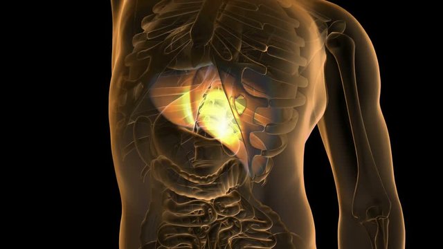 science anatomy scan of human liver glowing with yellow