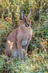 Young Caracal in the long grass - Tshukudu Private Game Reserve  - Greater Kruger Region - South Africa