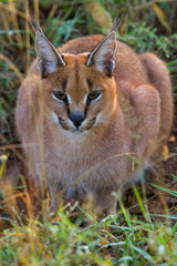 Young Caracal in the long grass - Tshukudu Private Game Reserve  - Greater Kruger Region - South Africa