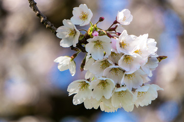 Cherry tree blossom branch closeup on a sunny and bright Spring day. Delicate blooming white flowers.