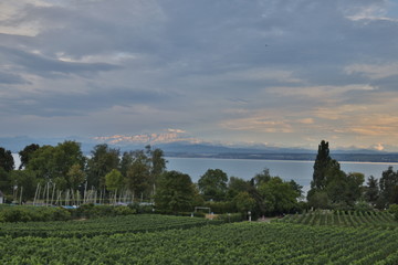 German vine growing area at the Bodensee lake