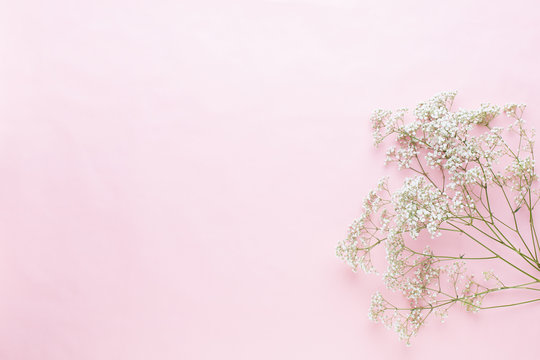 Fototapeta Flowers composition. Gypsophila flowers on pastel pink background. Flat lay, top view, copy space