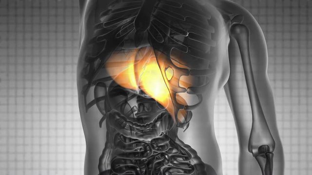 science anatomy scan of human liver glowing with yellow